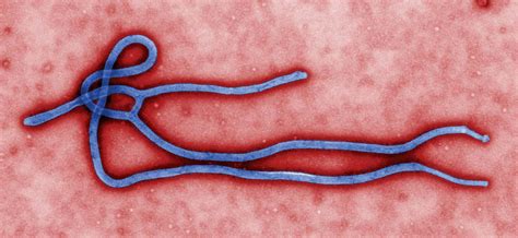 Ebolavirus | Genus, Symptoms & Treatment | Britannica