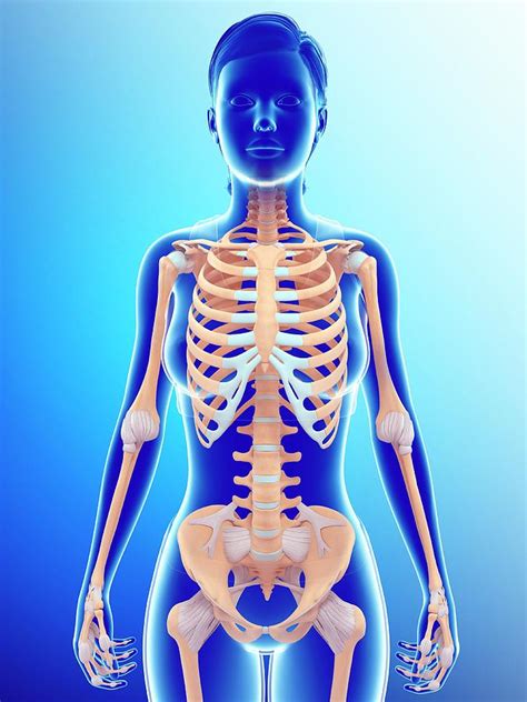 Female Skeletal System Photograph by Pixologicstudio/science Photo Library