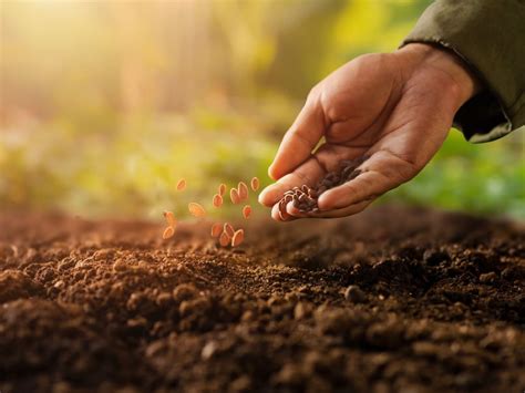 How To Plant Seeds Outdoors | Storables