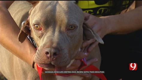 Woman Rescues Oklahoma Dog Born With 2 Mouths