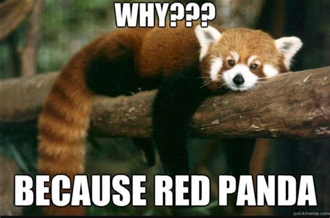 Daily meme! | Red Panda Amino