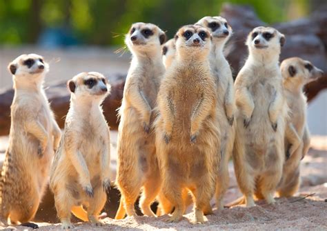 Uncovering the Amazing World of Meerkats - The Kosher Safari