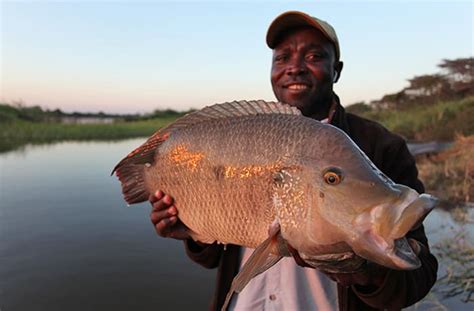 Barotse Tiger Camp | Safari camps, Fishing in Kalabo, Zambia