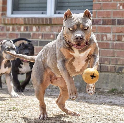 23 Droll American Bully Xl Colorado Photo HD - Bleumoonproductions