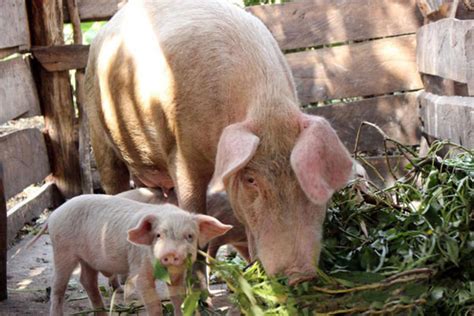 Fighting Swine Fever: Avoid these blunders | Monitor