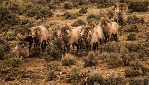 #mypubliclandsroadtrip 2016: Wildlife Watching, Rio Grande… | Flickr