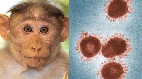 Monkey B Virus has claimed its first victim in China, no vaccine to counter the Monkey B Virus ...