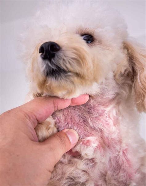 Scabs on Dogs [With Pictures]: Our Vets Explain What To Do