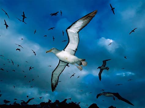 Birds Flying Wallpaper - WallpaperSafari