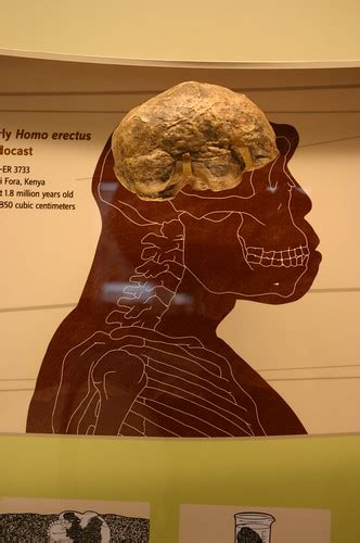 Homo erectus cranial endocast | Taken at the David H. Koch H… | Flickr