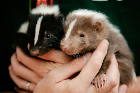 Baby skunks settling into life at Telford Exotic Zoo | Shropshire Star