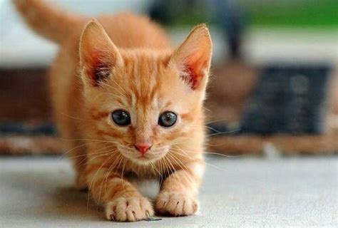 Orange kitten Orange Kittens, Cute Cats And Kittens, Kittens Cutest ...