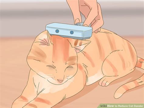 4 Ways to Reduce Cat Dander - wikiHow Pet