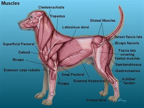 Dog muscular system diagram - www.anatomynote.com | Dog anatomy, Animal ...