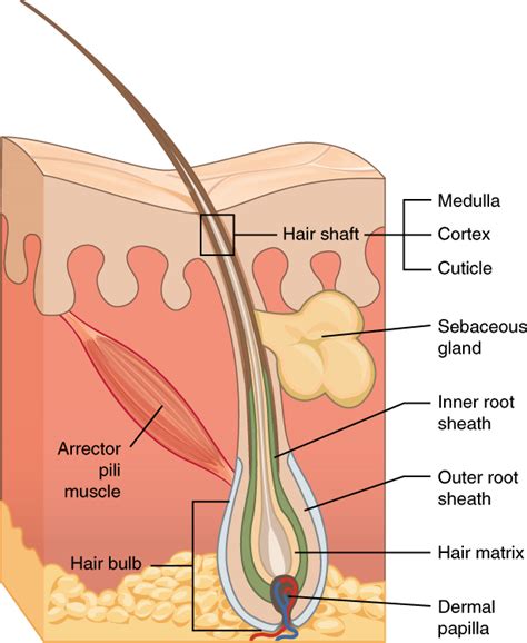 Keratin Structure Hair