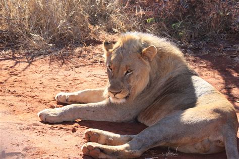 Free Images : wildlife, zoo, africa, fauna, lion, safari, big cats, cat like mammal 2352x1568 ...
