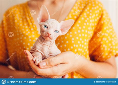 Woman Holding Canadian Sphynx in Hands. Cat with Blue Eyes Looking at Camera. Hairless Pet Stock ...