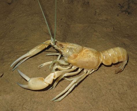 Species New to Science: [Crustacea • 2017] Cherax acherontis • the First Cave Crayfish (Decapoda ...