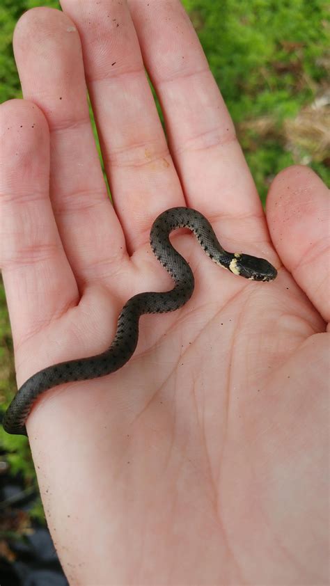 Baby grass snake (the Netherlands) : herpetology