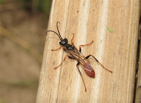 (Sphecidae sp.) - EcoRegistros