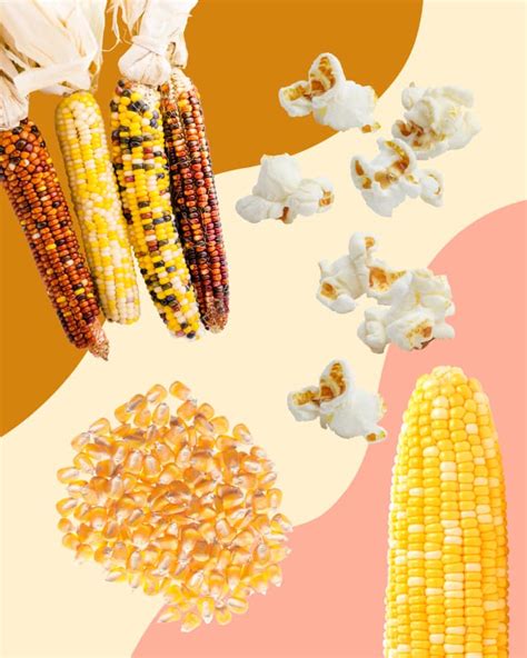 Types of Corn: A Guide to the 3 Main Kinds | The Kitchn