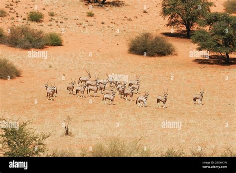 Gemsbok - herd - Kalahari-South Africa Stock Photo - Alamy