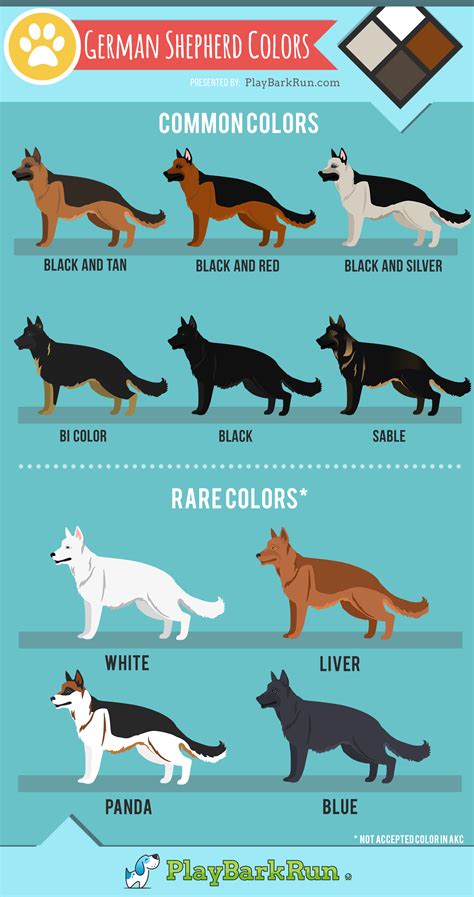 11 German Shepherd Colors (And Coat Care) - PlayBarkRun | German shepherd colors, German ...