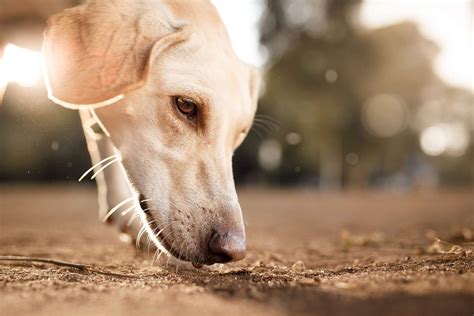 Nose Work Training for Your Dog May Be the Best Activity You Haven't ...