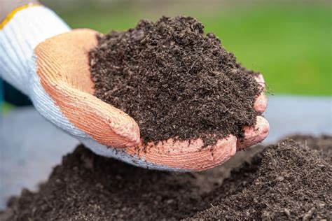 How To Spread Peat Moss Over Grass Seed | Storables