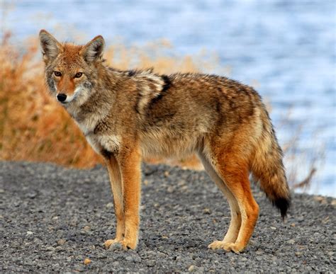 Coyote Animals | Interesting Facts & Latest Pictures | Animals Lover