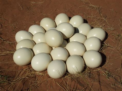 where to buy ostrich eggs for hatching - Liz Florez