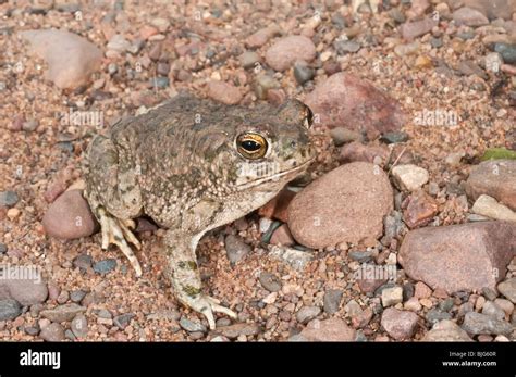 The Great Plains toad, Bufo cognatus, ranges from southern Alberta, through the western US and ...