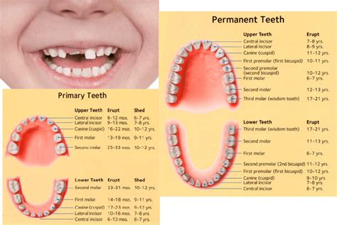 Which Teeth Usually Fall Out First - Teeth Poster