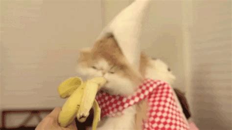 Cats And Bananas Have A Thing Going - Lolcats - lol | cat memes | funny ...