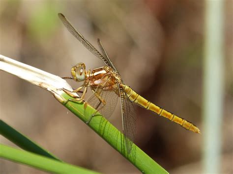 Gratis fotografie: Dragonfly, Golden Øyenstikker - Gratis bilde på Pixabay - 1495211