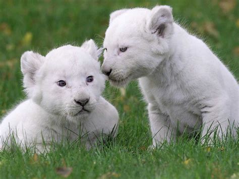 Two cute white lion cubs on the grass