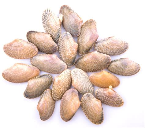 Soft Shell Clams Ix Stock Photos - Free & Royalty-Free Stock Photos from Dreamstime