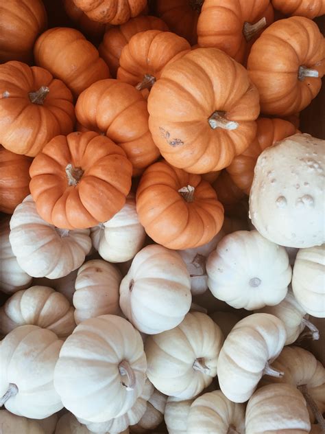 autumn vsco pics, white pumpkins, orange jack o lantern cute fall aesthetic | Pumpkin wallpaper ...