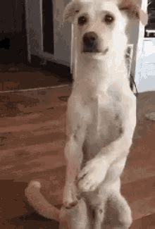 For The Puppies GIF - For The Puppies - Discover & Share GIFs