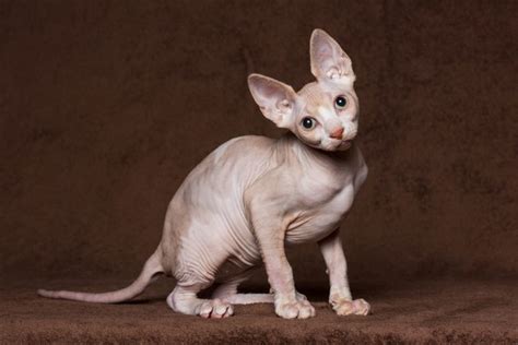 Sphynx Cat Care Guide & Information » Petsoid