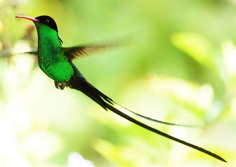 Red-billed Streamertail wallpapers, Animal, HQ Red-billed Streamertail ...