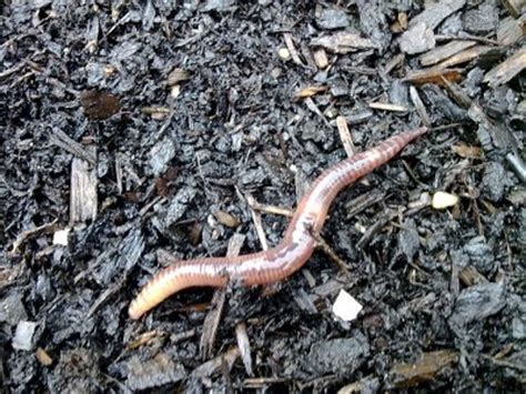 Earthworm - Entomologists' glossary - Amateur Entomologists' Society (AES)