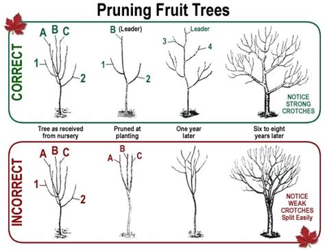 Krasitja prodhuese e pemeve frutore, Kujdesi qe duhet te kene fermeret per nje rendiment te ...