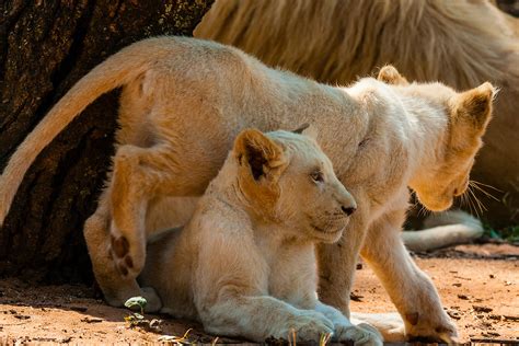 Pride of white lions, Lion Park, near Johannesburg, South Africa. | Blaine Harrington III