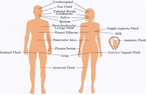 The distribution of 16 types of body fluids in human body. | Download Scientific Diagram