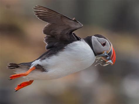 What Do Puffins Eat? | Birdfact