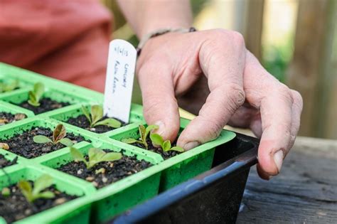 Chicory – Grow Guide - BBC Gardeners World Magazine