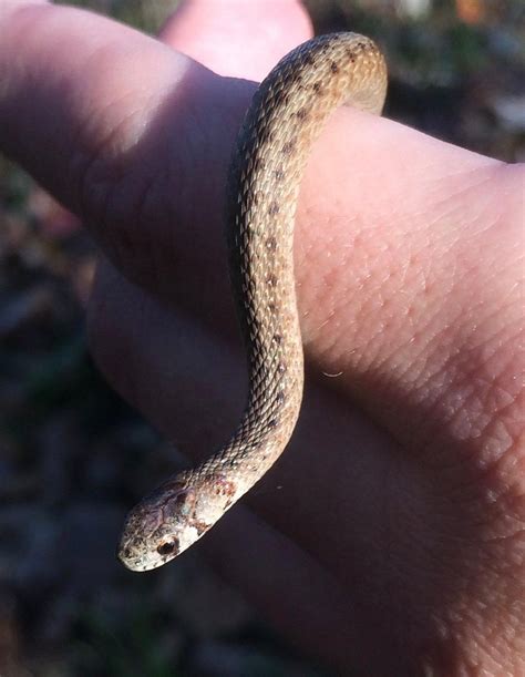 Baby Eastern Brown Snake, size of an earthworm! : r/Sneks