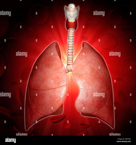 Sistema respiratorio medico immagini e fotografie stock ad alta risoluzione - Alamy