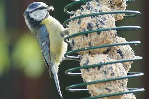 What Types of Suet Are Best for Your Backyard Birds? | Bird suet, Backyard birds, Suet cakes